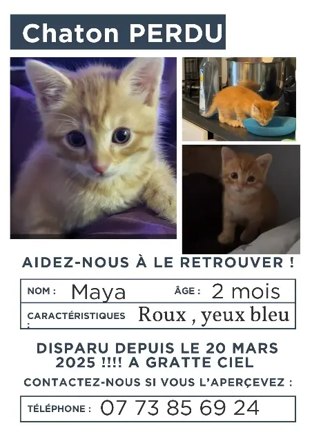 chatte lost   69100 Villeurbanne Maya