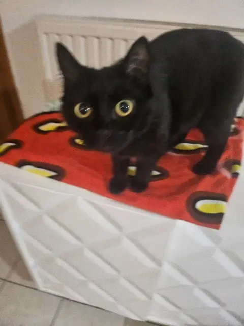 chatte lost   69100 Villeurbanne Mimine