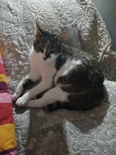 chatte lost   69100 Villeurbanne Mina