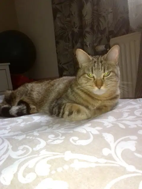 chatte perdue 69100 Villeurbanne Nanouch chatte lost 69100 Villeurbanne Nanouch
