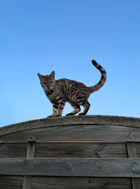 chatte lost   69100 Villeurbanne Puma