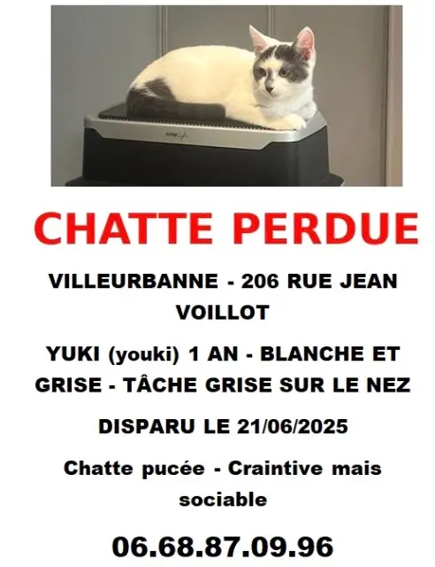 chatte lost   69100 Villeurbanne Yuki