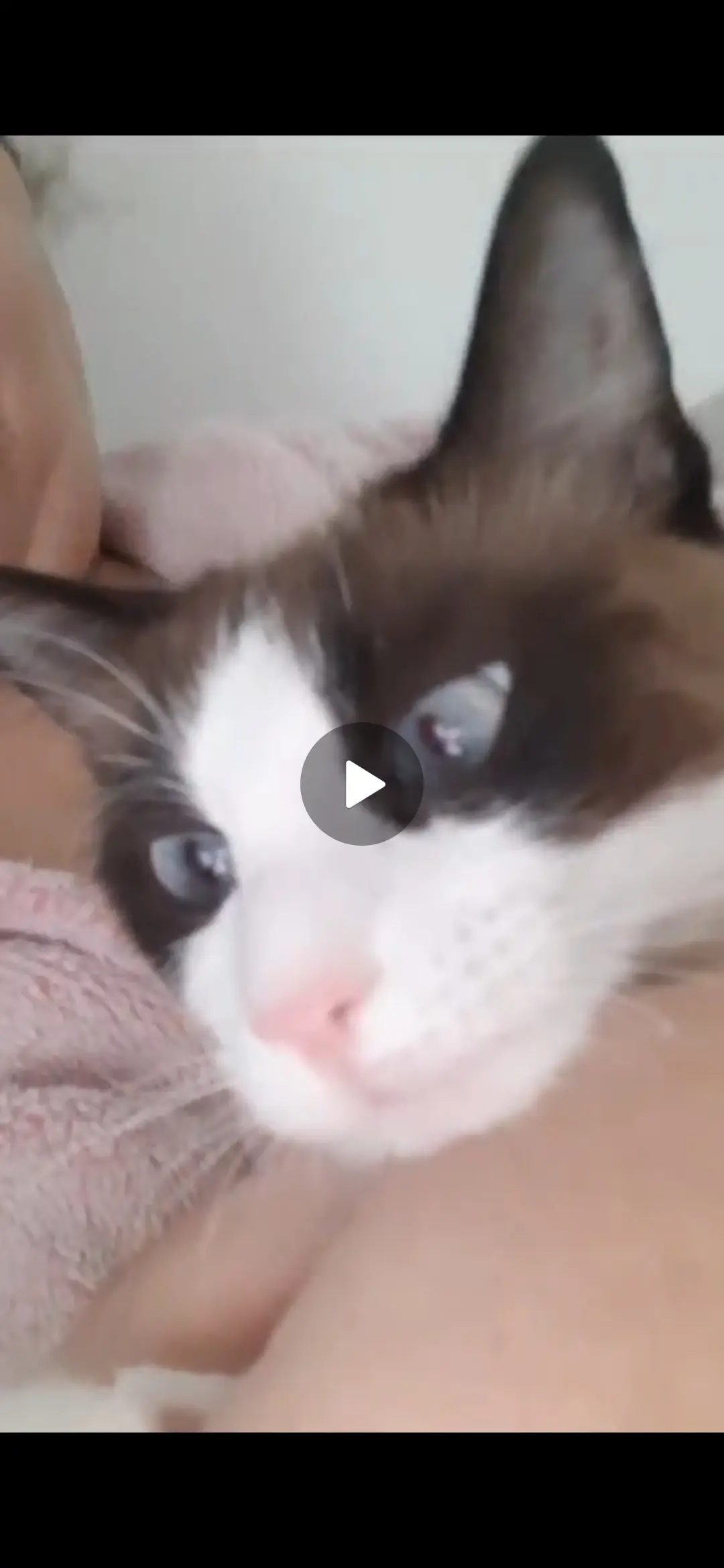 kat vermist Avenue Roger Salengro 69100 Villeurbanne kat lost Avenue Roger Salengro 69100 Villeurbanne