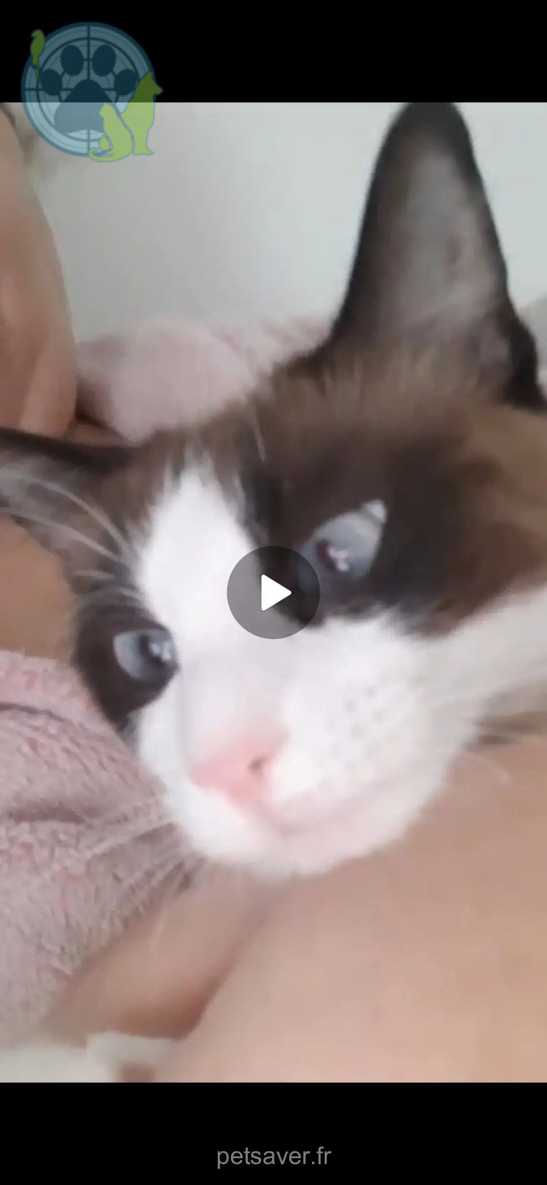 chatte perdue Avenue Roger Salengro 69100 Villeurbanne chatte lost Avenue Roger Salengro 69100 Villeurbanne