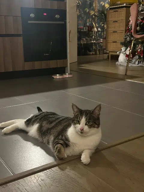 chatte lost   69580 Sathonay-Camp Vinyle