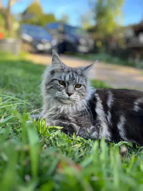 chatte lost   69130 Écully Vodelune