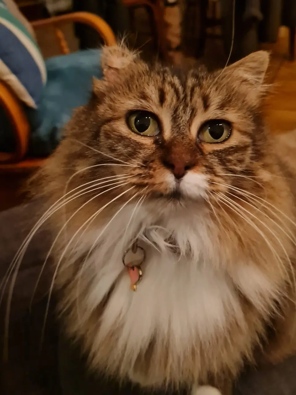Chatte Perdue 69M Métropole de Lyon Chatte Perdue 69M Métropole de Lyon
