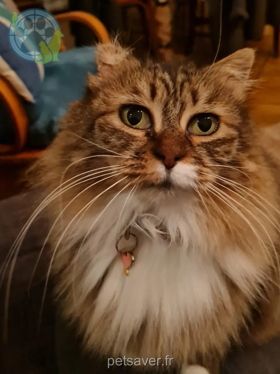 Chatte Perdue 69M Métropole de Lyon Chatte Perdue 69M Métropole de Lyon