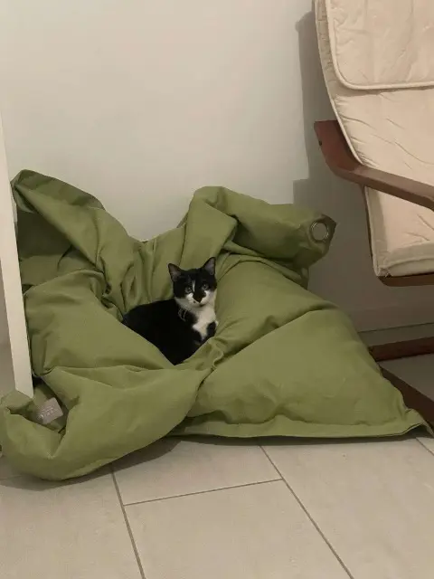 chatte lost   69700 Givors Yuki