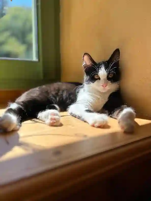 Chatte Perdue 69M Métropole de Lyon - Yumi Chatte Perdue 69M Métropole de Lyon - Yumi