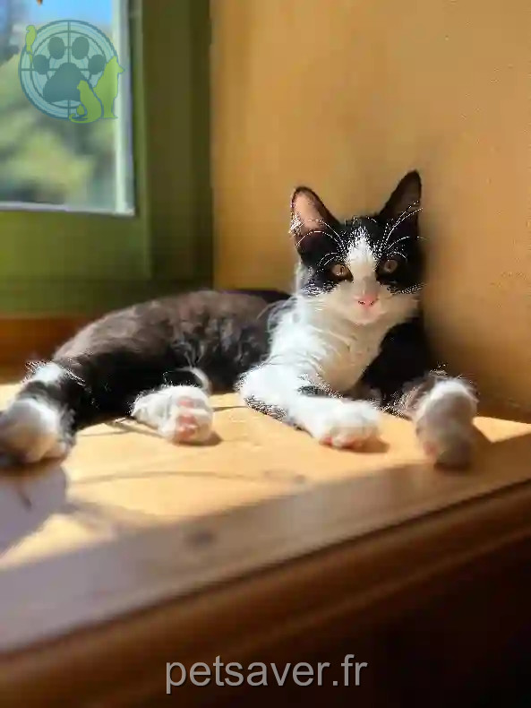 Chatte Perdue 69M Métropole de Lyon - Yumi Chatte Perdue 69M Métropole de Lyon - Yumi