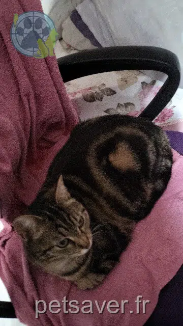 chatte lost   69150 Décines-Charpieu Zatoura