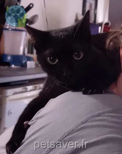 gata perdida 69200 Vénissieux Zelda gata lost 69200 Vénissieux Zelda