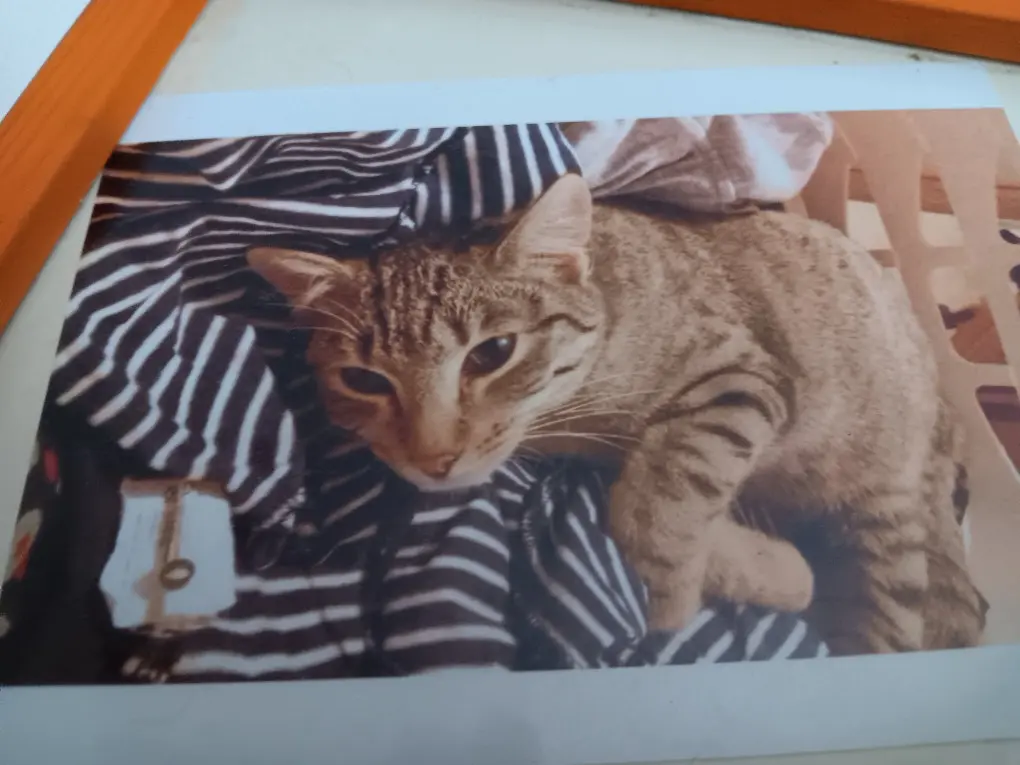 Chatte Perdue 69M Métropole de Lyon Chatte Perdue 69M Métropole de Lyon