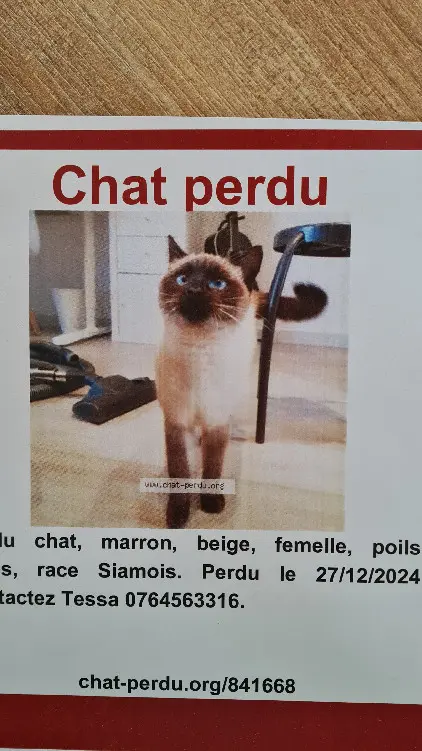 Chatte Perdue 69M Métropole de Lyon Chatte Perdue 69M Métropole de Lyon