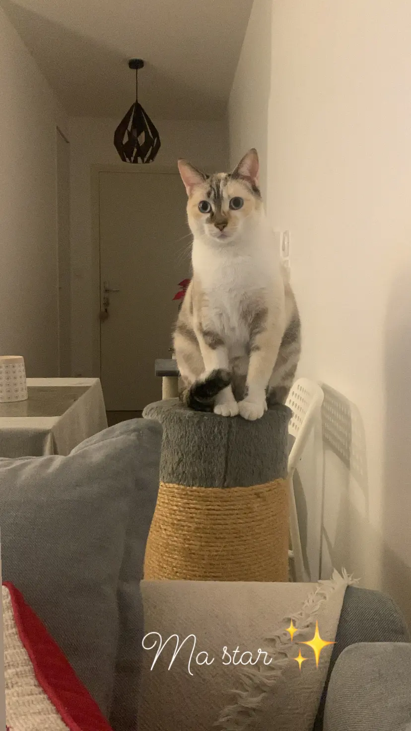 Chatte Perdue 69M Métropole de Lyon Chatte Perdue 69M Métropole de Lyon