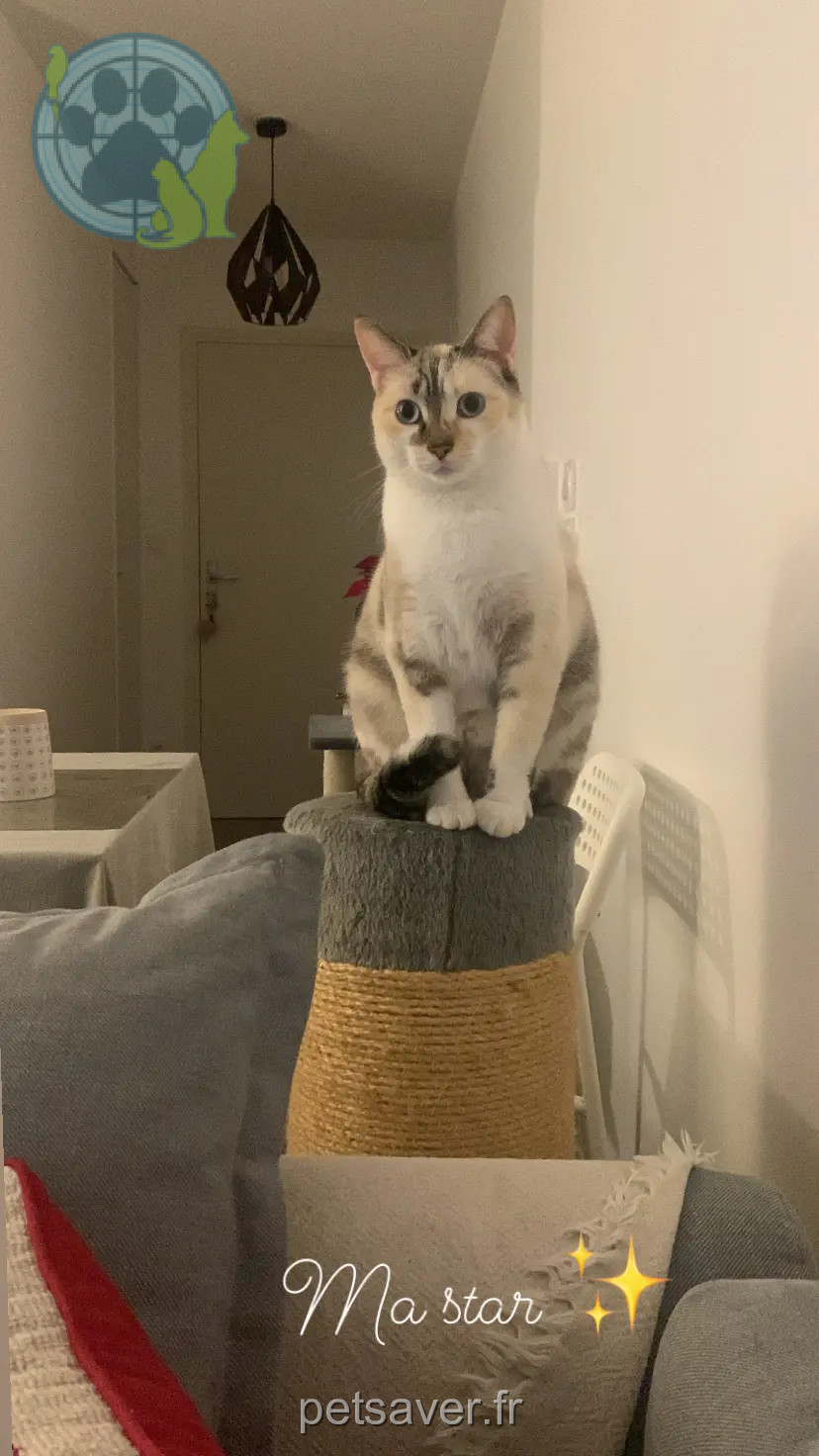 Chatte Perdue 69M Métropole de Lyon Chatte Perdue 69M Métropole de Lyon