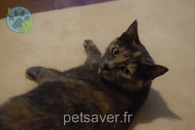 chatte lost 70000 Vesoul Athéna