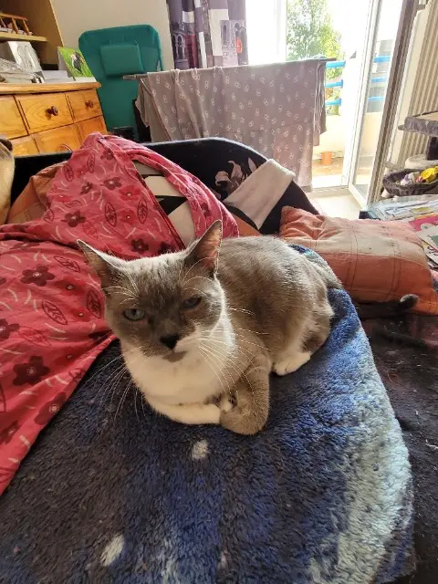 chatte lost   70800 Briaucourt Bella