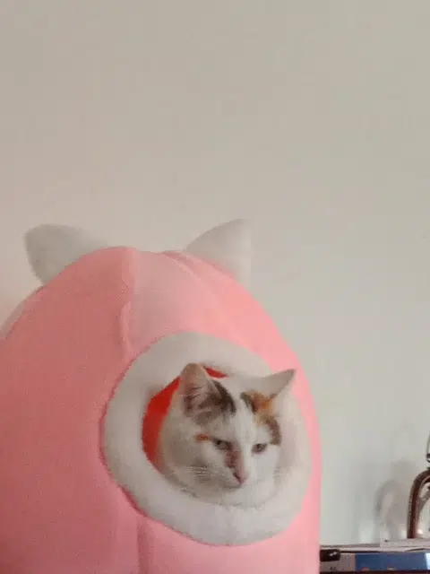 chatte lost   70210 Vauvillers Bianca