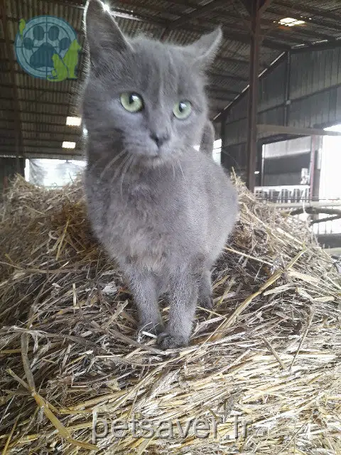 chatte lost   70000 Montcey Chacha