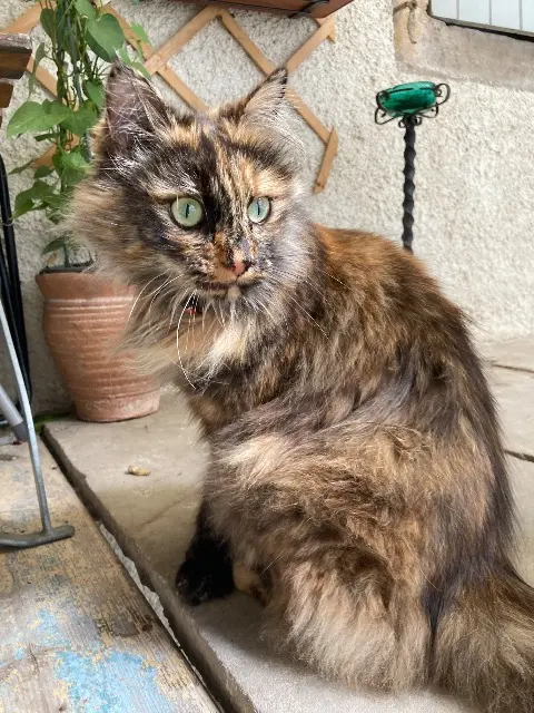 chatte lost   70310 Faucogney-et-la-Mer Chaussette