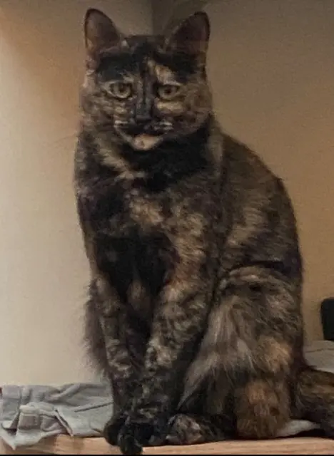 chatte lost   70220 Fougerolles-Saint-Valbert Zouina