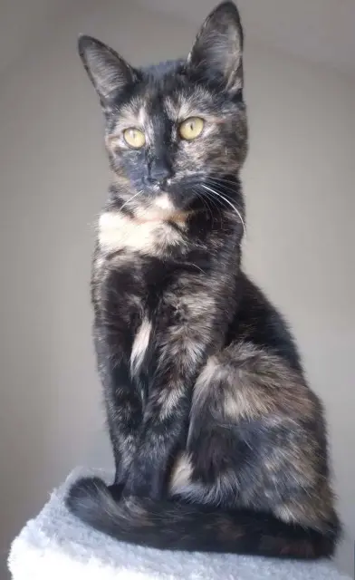chatte lost   70400 Héricourt Joy