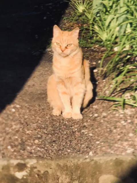 chatte lost   70210 Passavant-la-Rochère Lily