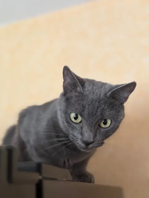 chatte lost   70000 Vesoul Mimi