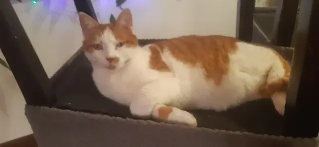 chatte lost   70200 Lomont Mine