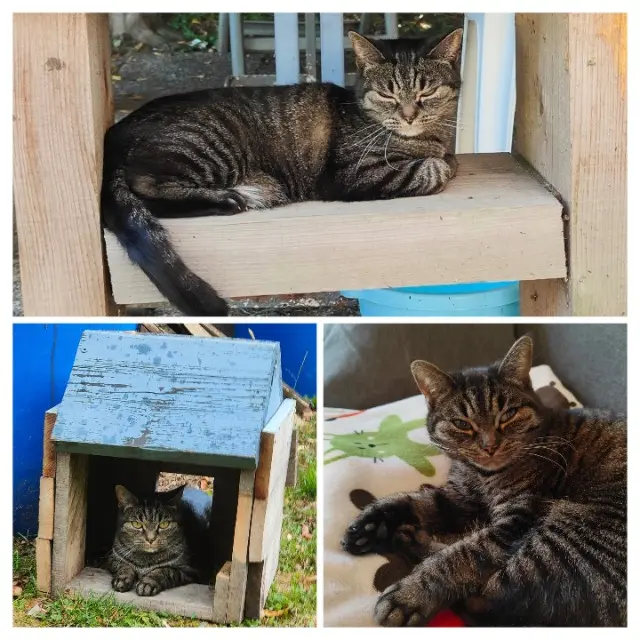 chatte lost   70210 Vauvillers Minette