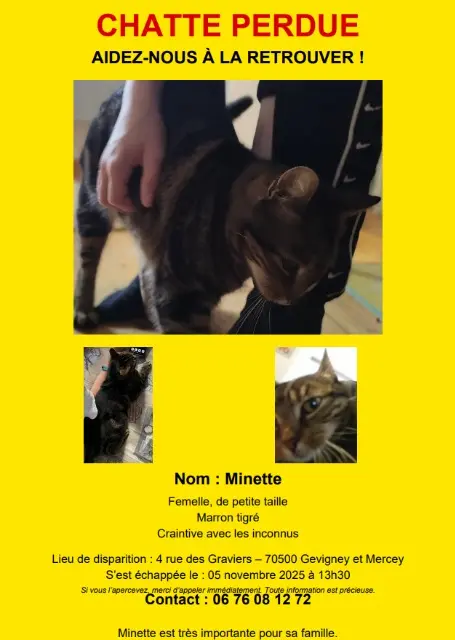 chatte lost   70500 Gevigney-et-Mercey Minette