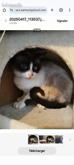 chatte lost   70150 Pin Miori