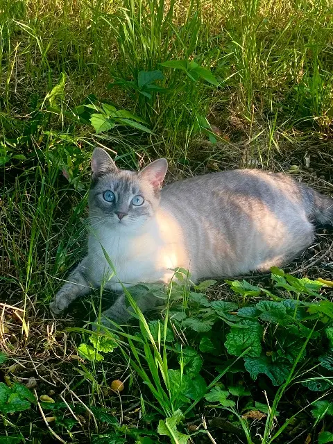 chatte lost   70600 Champlitte Noodle