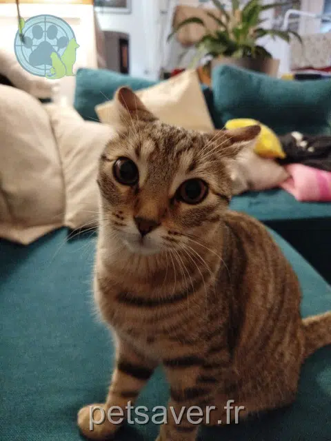 chatte lost   70000 Vaivre-et-Montoille Paillette