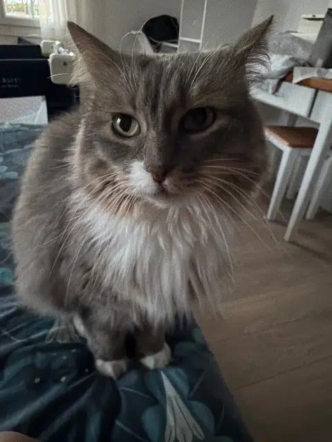 chatte lost   70190 Montarlot-lès-Rioz Pandora