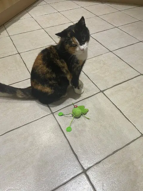 chatte lost   70190 Ruhans Plume