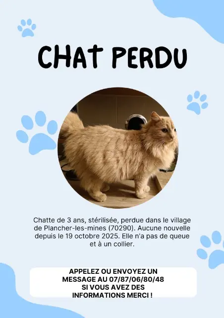 chatte lost   70290 Plancher-les-Mines Praline