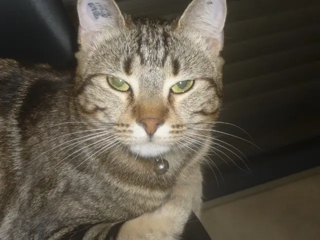 chatte lost   70120 Renaucourt Ptibiscuit