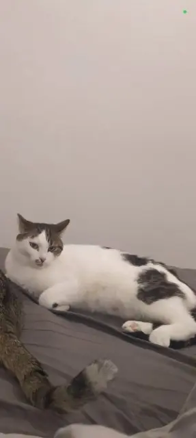 chatte lost   70400 Héricourt Roquette