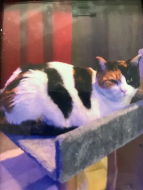 chatte lost   70400 Champey Ruby