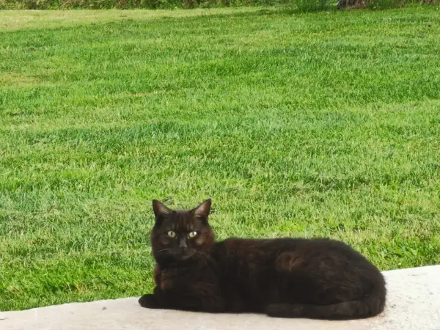 chatte lost   70100 Battrans Sally