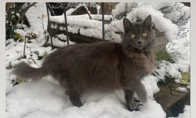 chatte lost   70300 Luxeuil-les-Bains Seiko