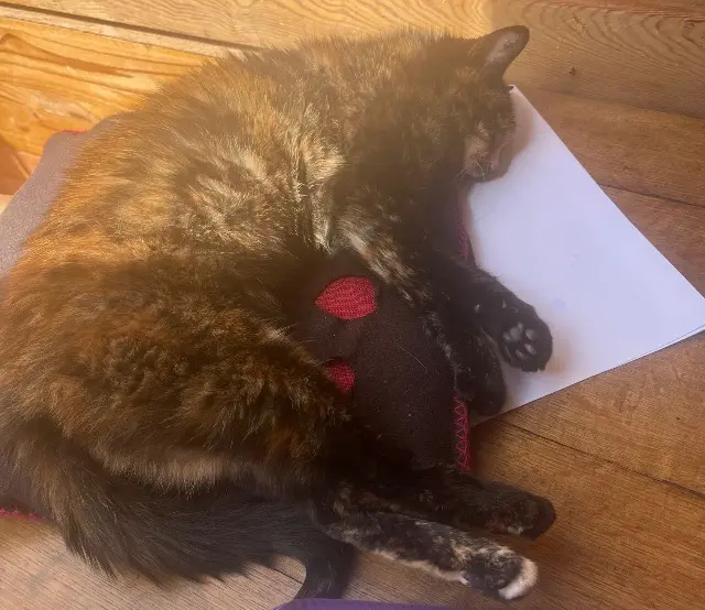 chatte lost   70440 Servance-Miellin Fripouille