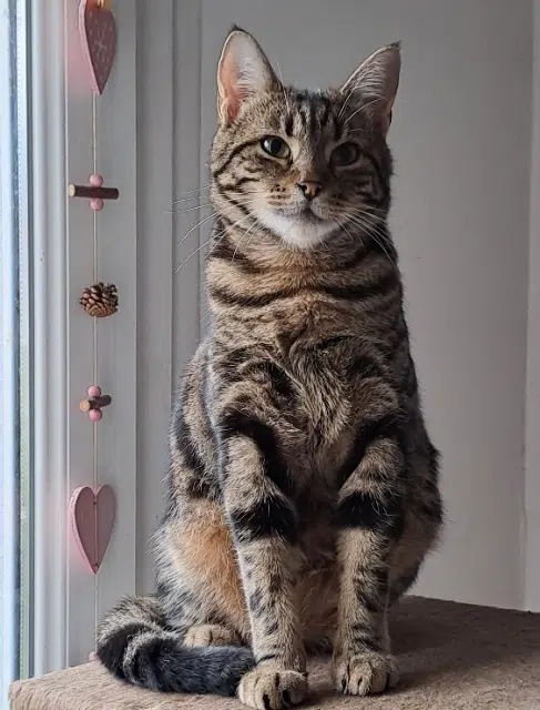 chatte lost   70400 Couthenans Syra