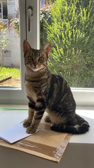chatte lost   70100 Gray Thalie
