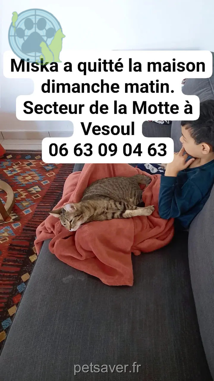 Chatte Perdue 70 Haute-Saône Vesoul - Miska Chatte Perdue 70 Haute-Saône Vesoul - Miska