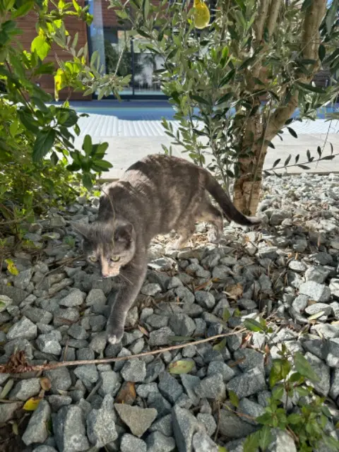 chatte lost   70200 Lure Yuki