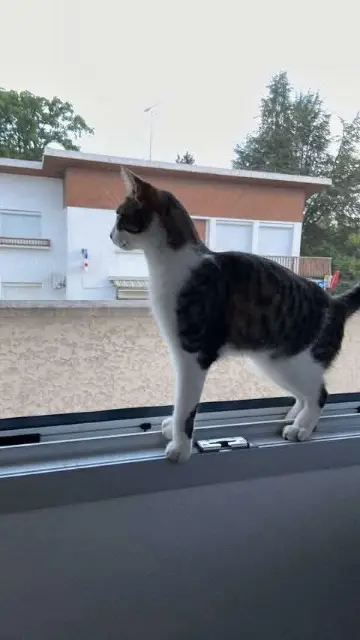 chatte lost   70300 Luxeuil-les-Bains Yuna